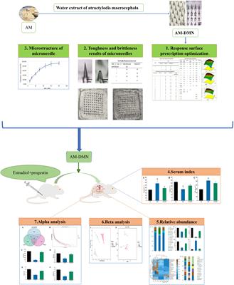 Construction of microneedle of Atractylodes macrocephala Rhizoma aqueous extract and effect on mammary gland hyperplasia based on intestinal flora